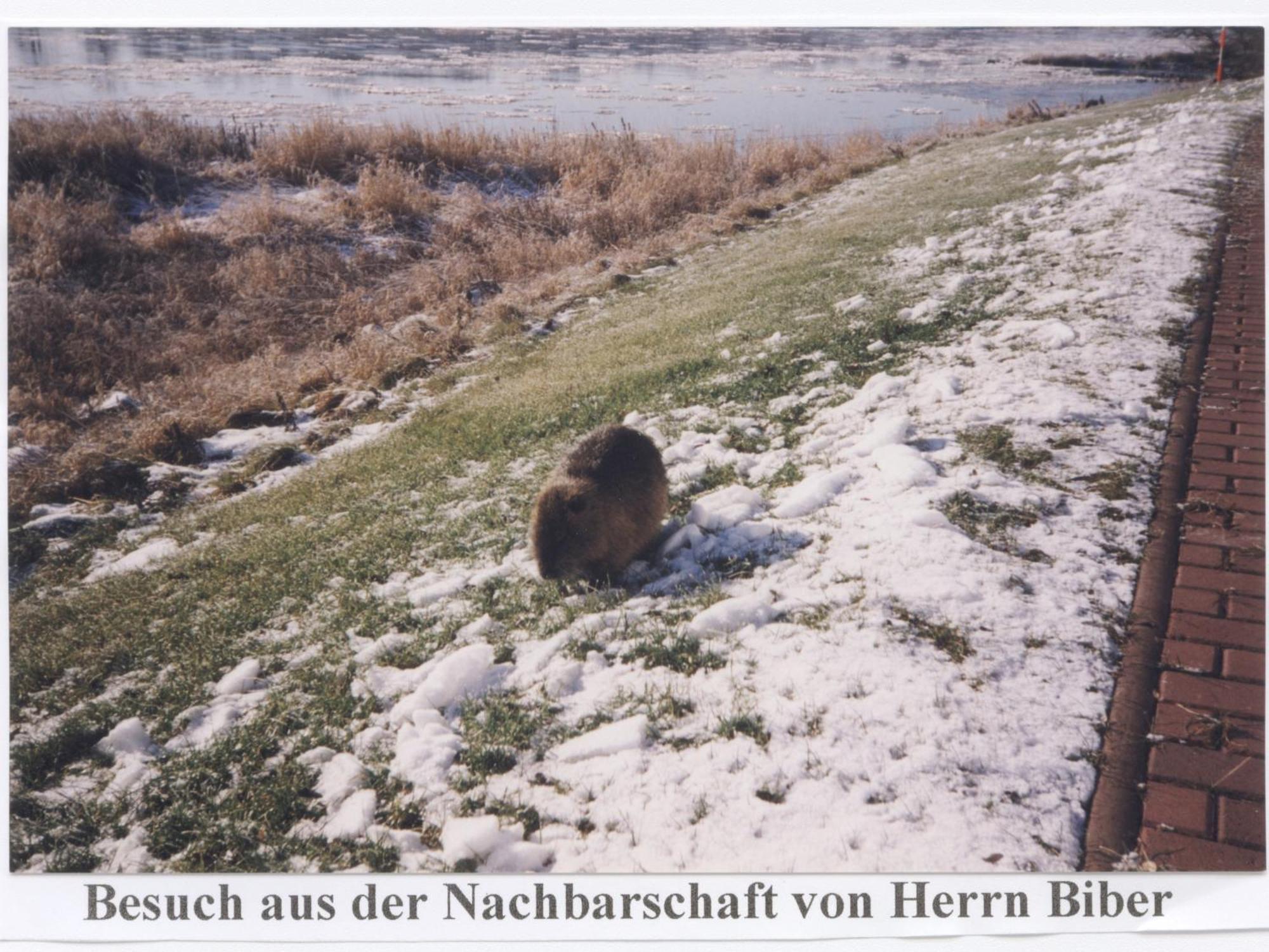 Hotel Elbterrassen Zu Brambach Dessau-Rosslau Zewnętrze zdjęcie