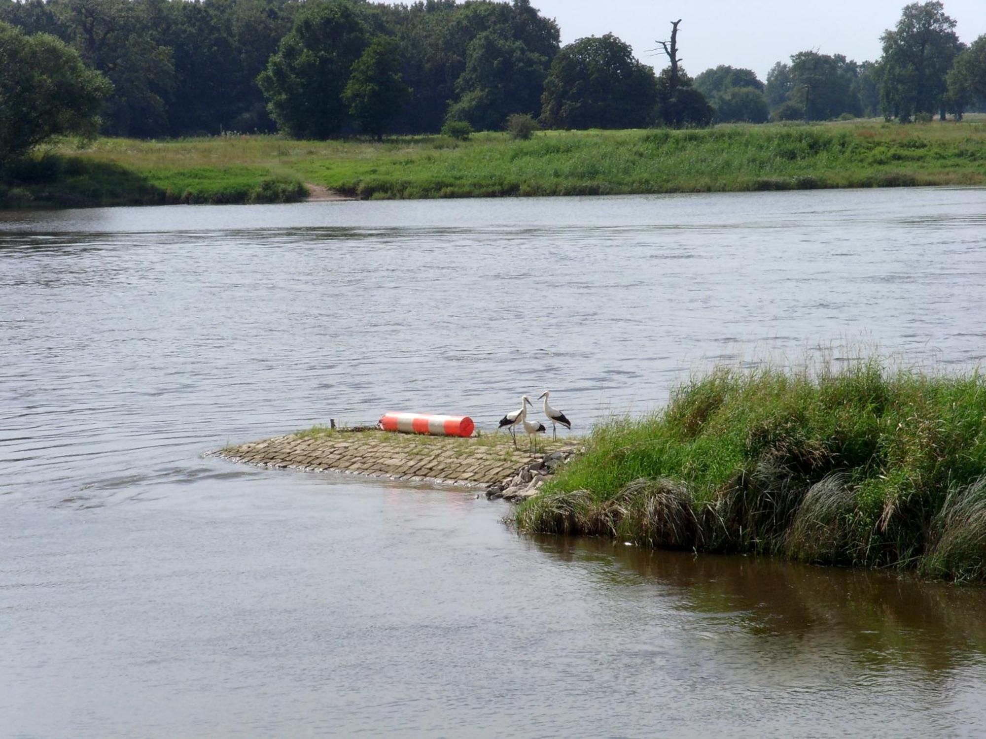 Hotel Elbterrassen Zu Brambach Dessau-Rosslau Zewnętrze zdjęcie